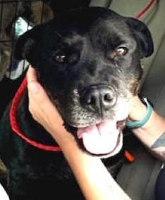 Lola, Adoptable, Adult Female Pit Bull Terrier & Labrador Retriever.
