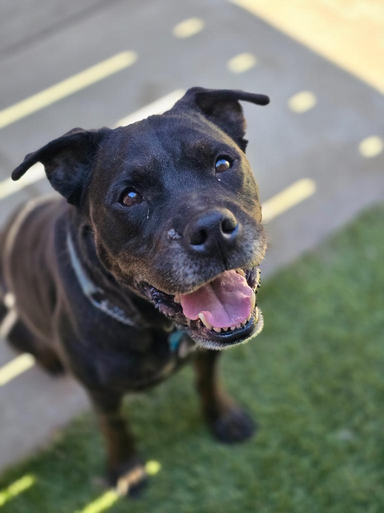 Enlarge Lola, a Adoptable mixed breed in El Cajon, CA image 2/6