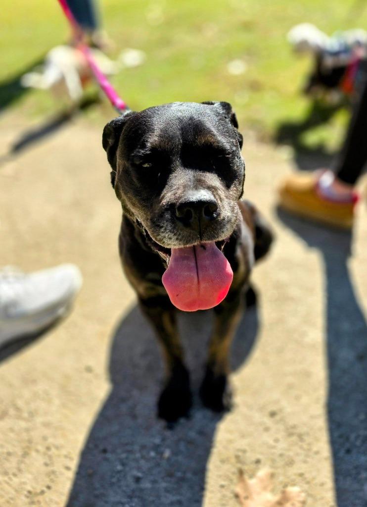 Enlarge Lola, a Adoptable mixed breed in El Cajon, CA image 3/6