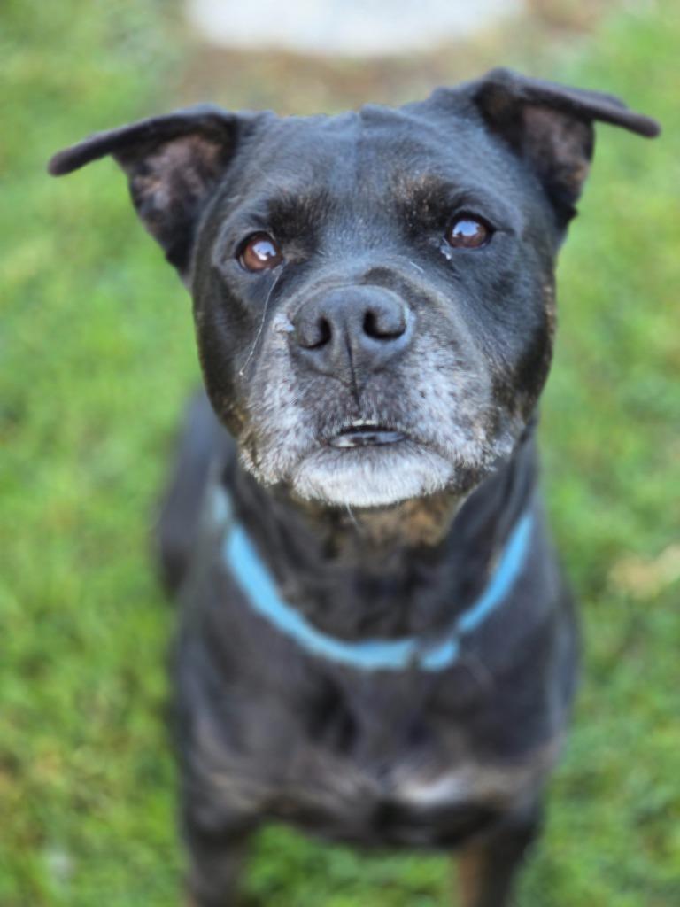 Lola, a Adoptable mixed breed in El Cajon, CA image 6/6