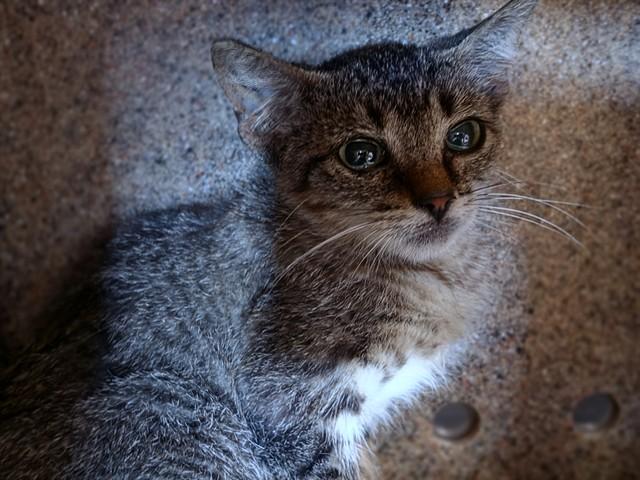 MIKA, Adoptable, Kitten Female Domestic Short Hair.