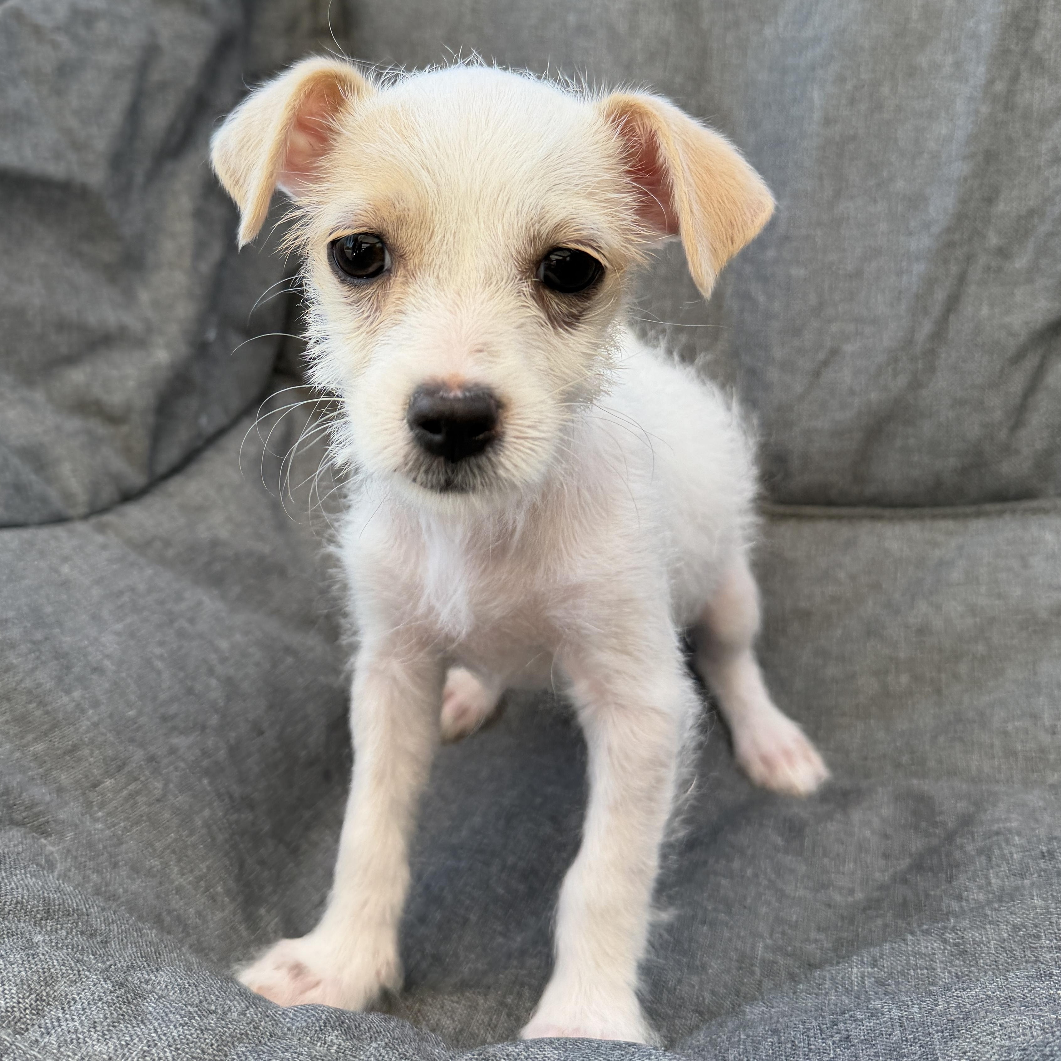 Celandine, Adoptable, Puppy Female Miniature Schnauzer & Jack Russell Terrier.