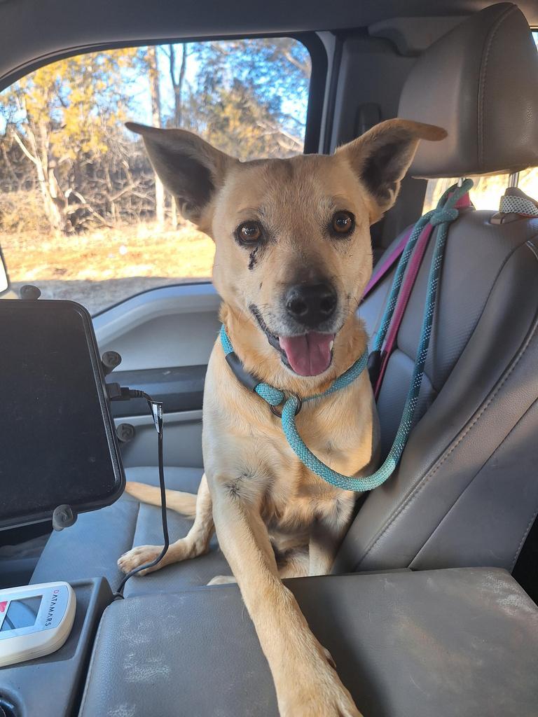 Enlarge Astro, a Adopted mixed breed in Noble, OK image 1/3