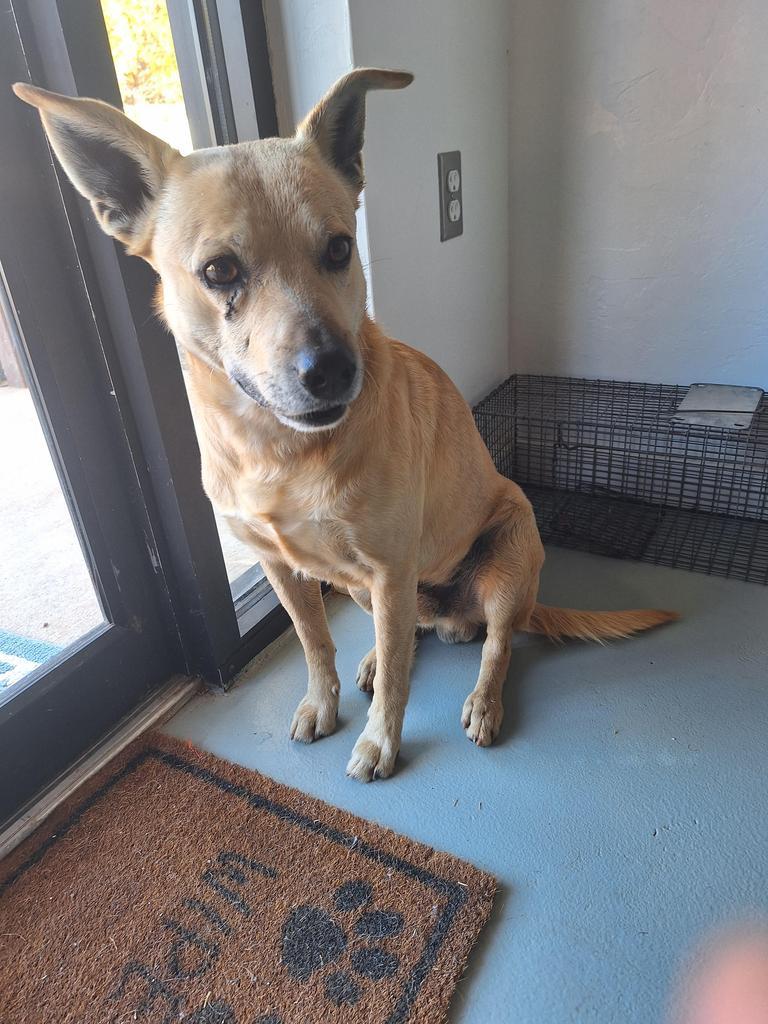 Enlarge Astro, a Adopted mixed breed in Noble, OK image 2/3