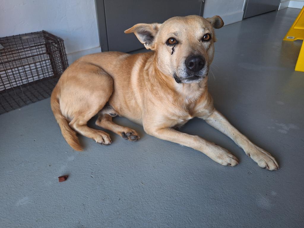 Enlarge Astro, a Adopted mixed breed in Noble, OK image 3/3