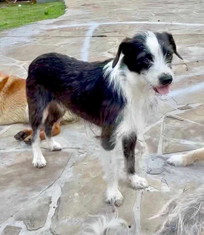 Enlarge Tuffy, a Adoptable mixed breed in York, PA image 6/6