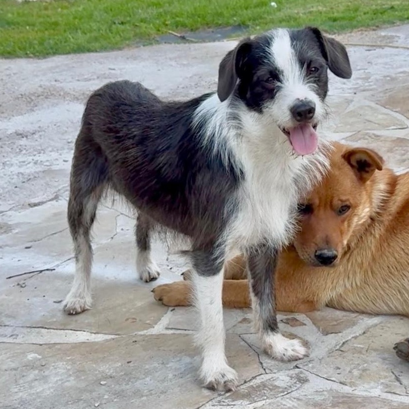 Enlarge Tuffy, a Adoptable mixed breed in York, PA image 1/6