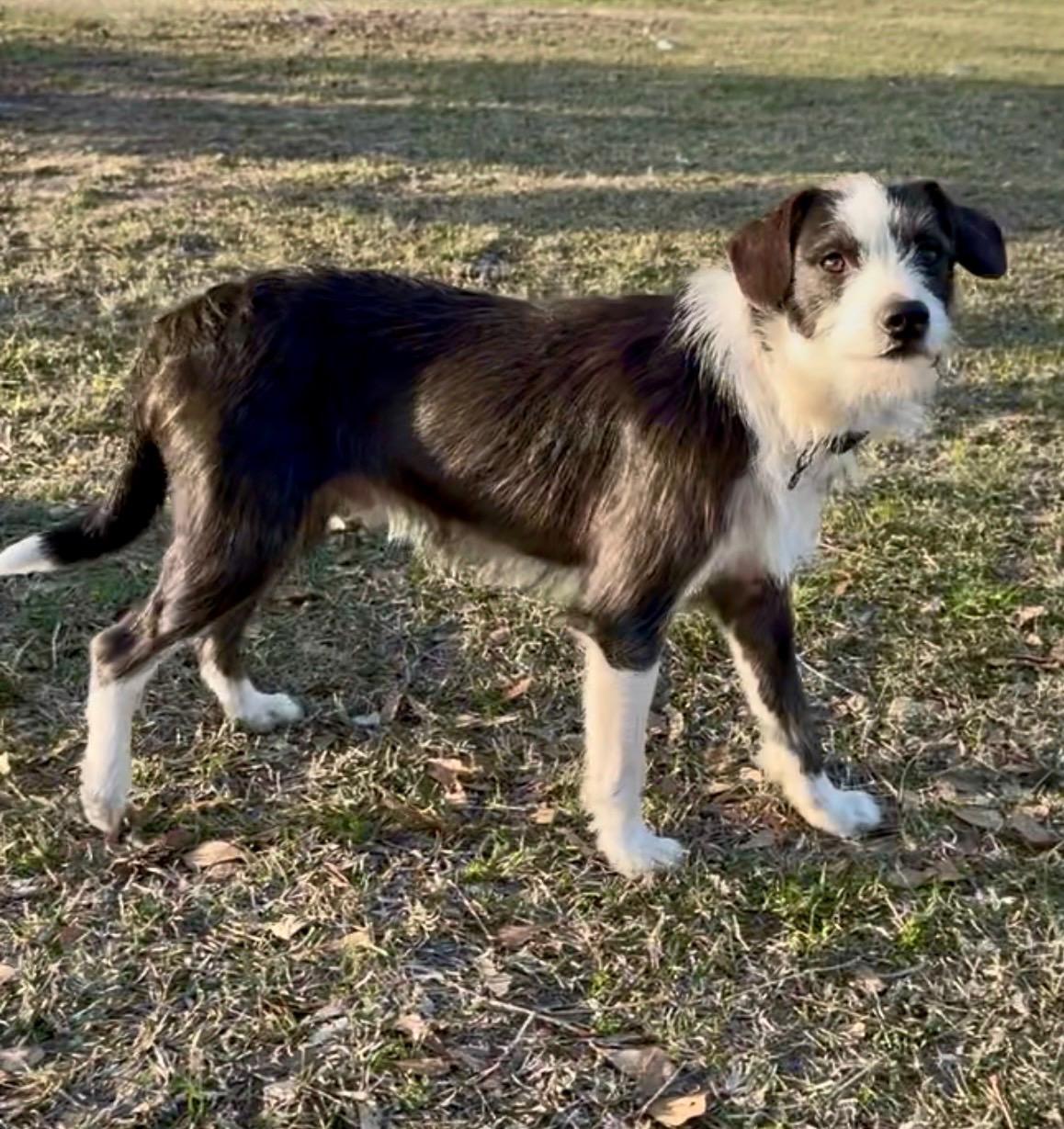 Enlarge Tuffy, a Adoptable mixed breed in York, PA image 2/6