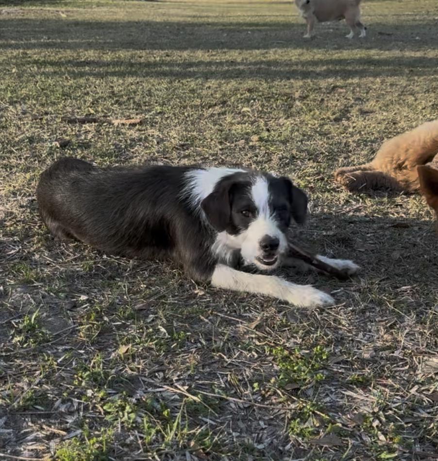 Enlarge Tuffy, a Adoptable mixed breed in York, PA image 5/6