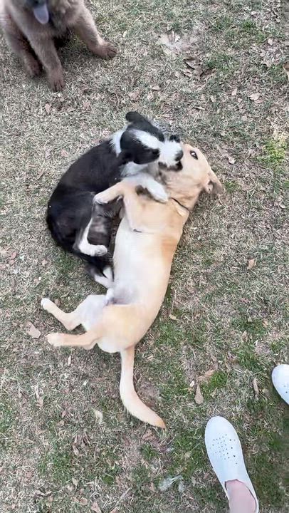 Enlarge Tuffy, a Adoptable mixed breed in York, PA video 4/6