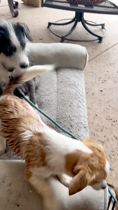 Enlarge Tuffy, a Adoptable mixed breed in York, PA video 4/6