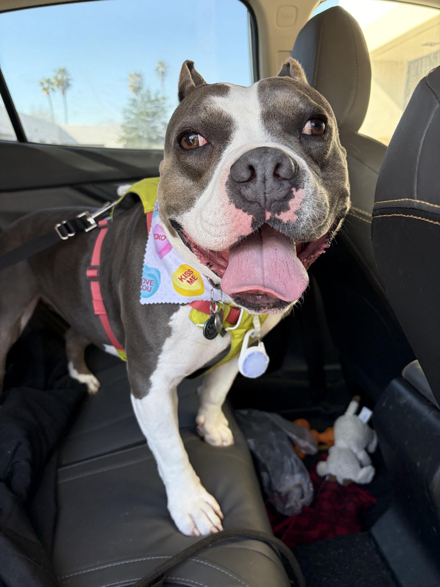 Kira, a Adoptable Pit Bull Terrier in Los Angeles , CA image 6/6