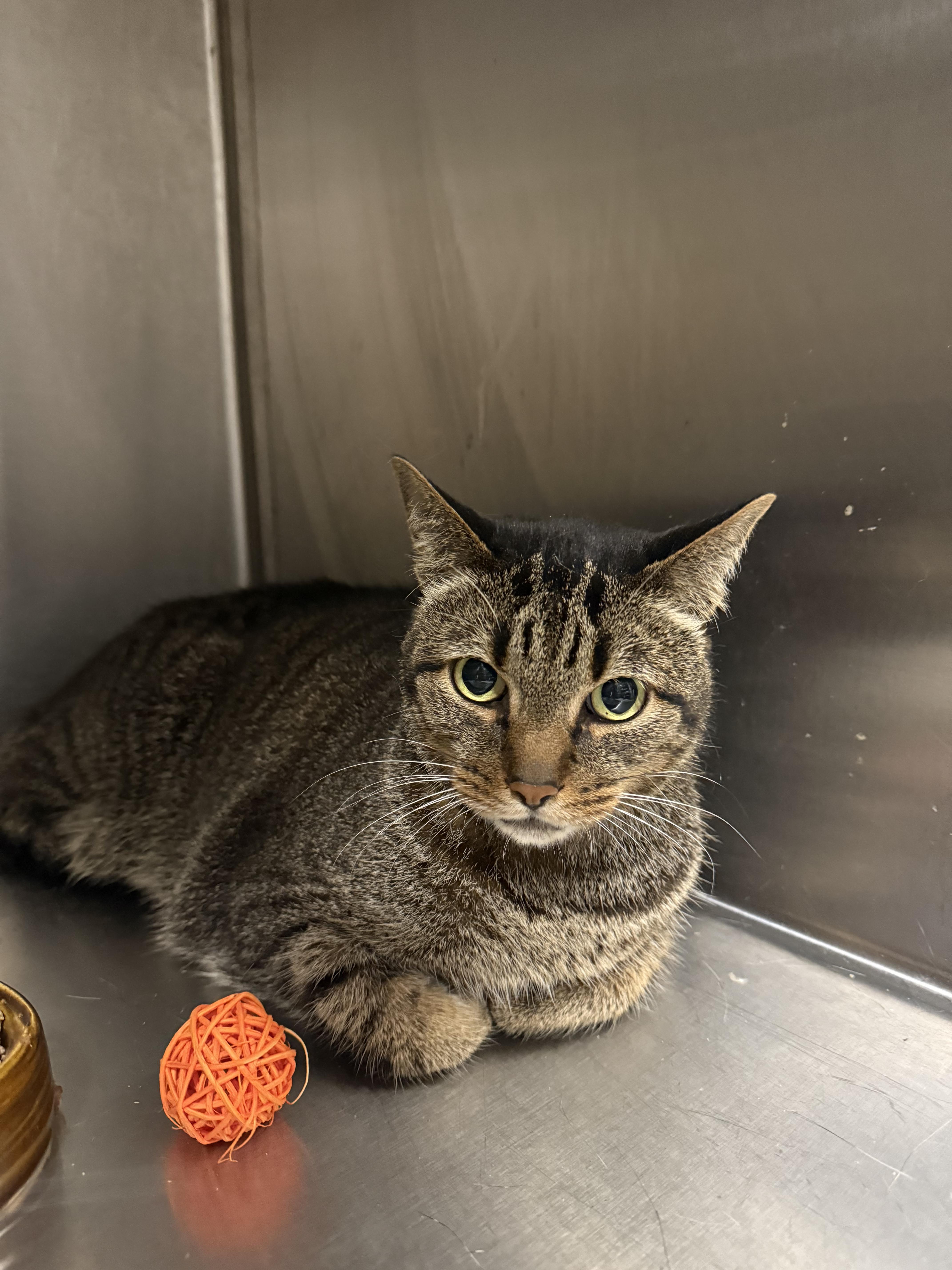 Enlarge Smokey, a ADOPTABLE Domestic Short Hair in Hendersonville, TN image 1/1