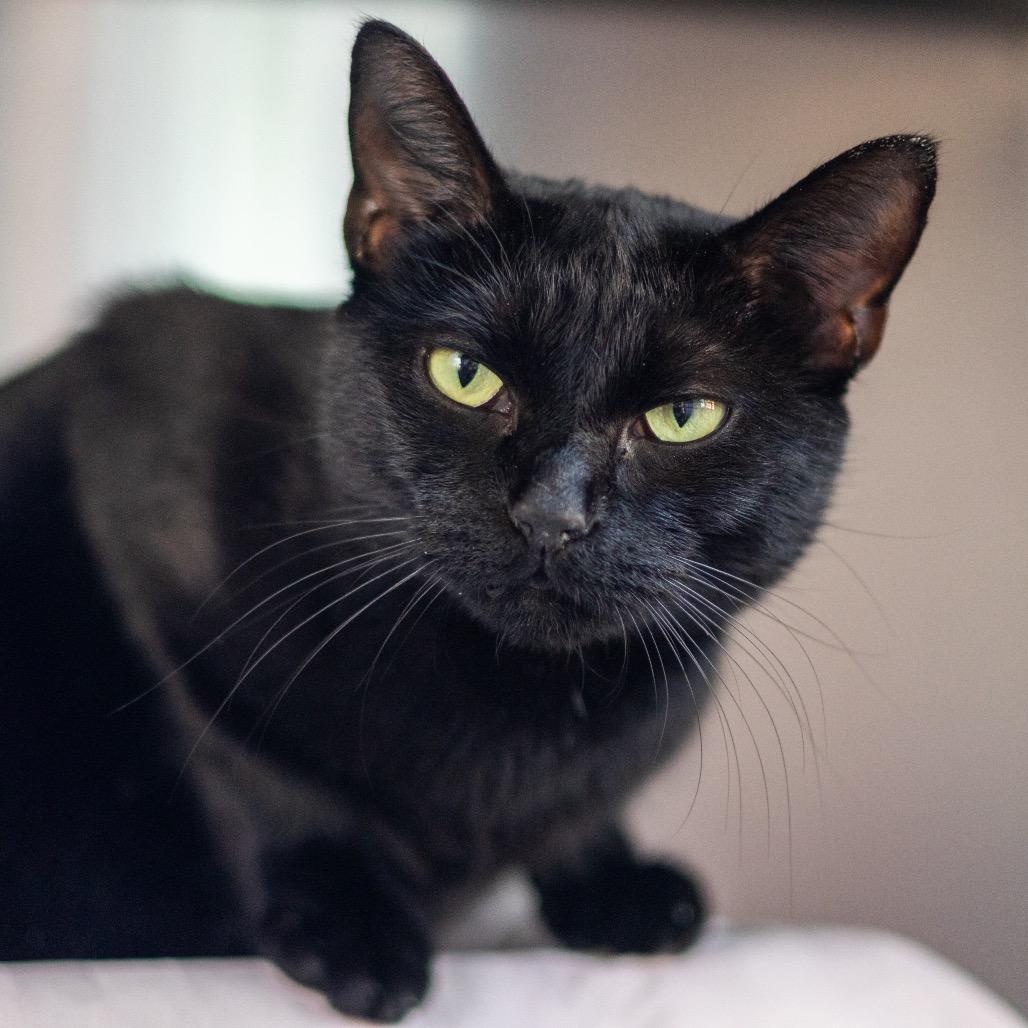 Bobbie, Adoptable, Young Female Domestic Short Hair.