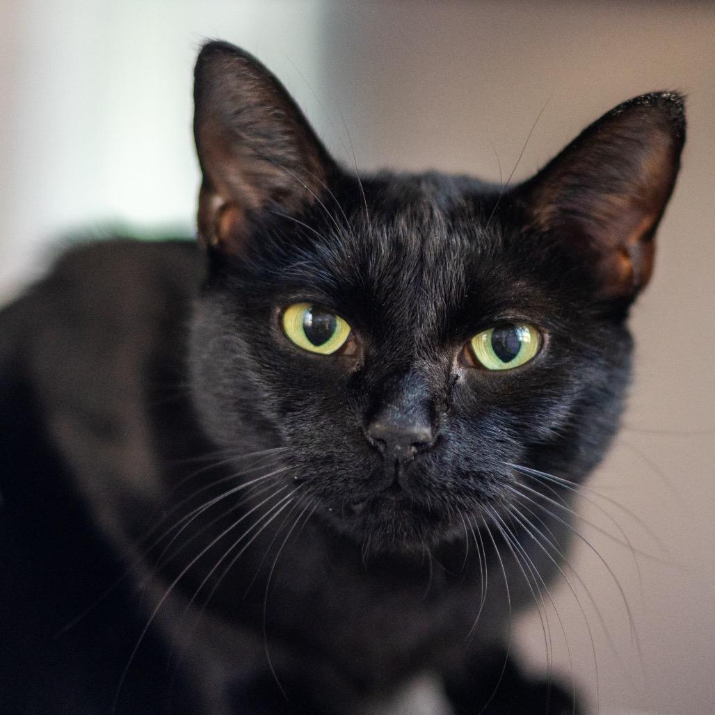 Enlarge Bobbie, a Adoptable Domestic Short Hair in Newark, DE image 2/2