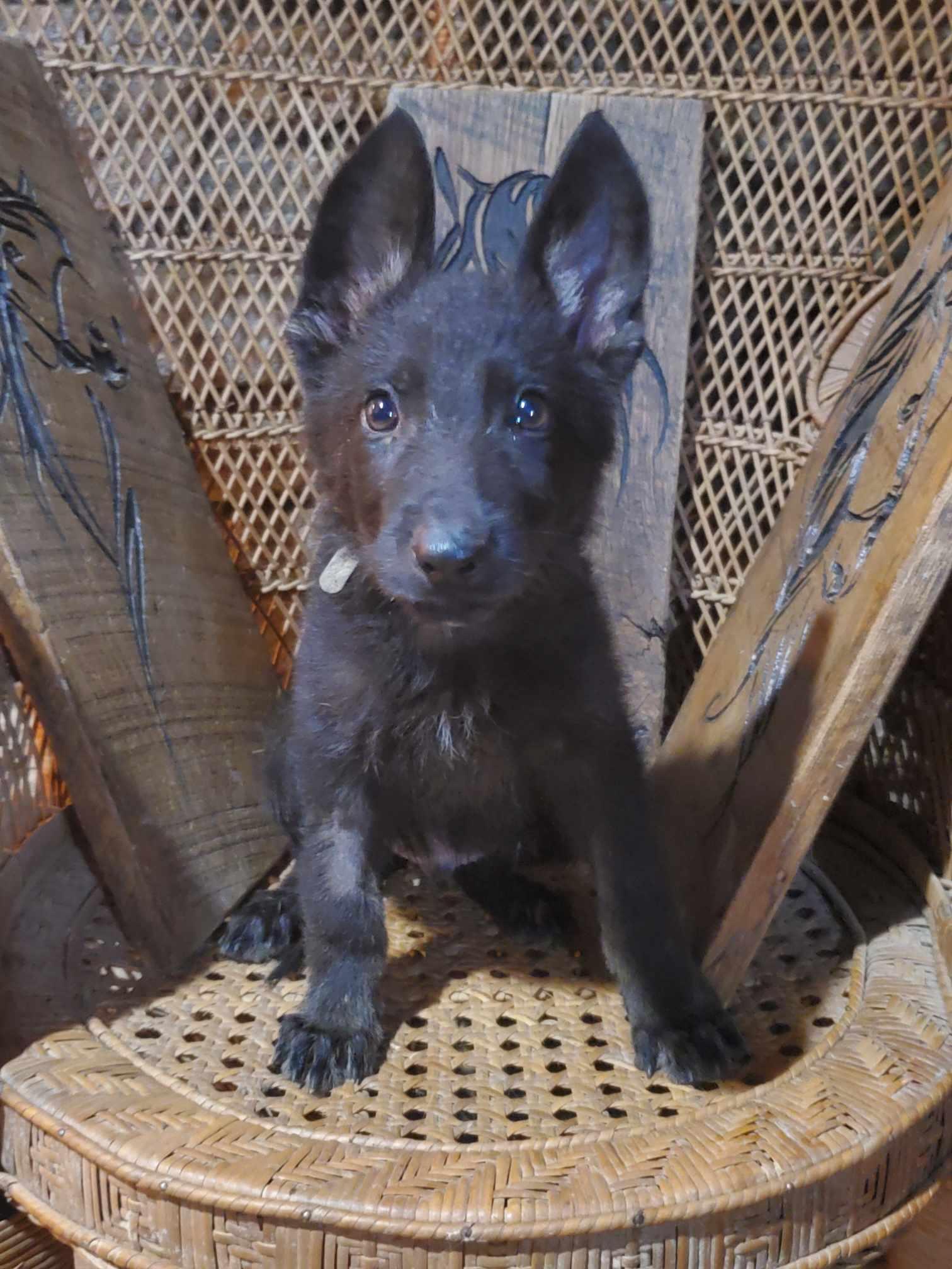 Enlarge Gray, a Adopted German Shepherd Dog in Louisville, KY image 1/3