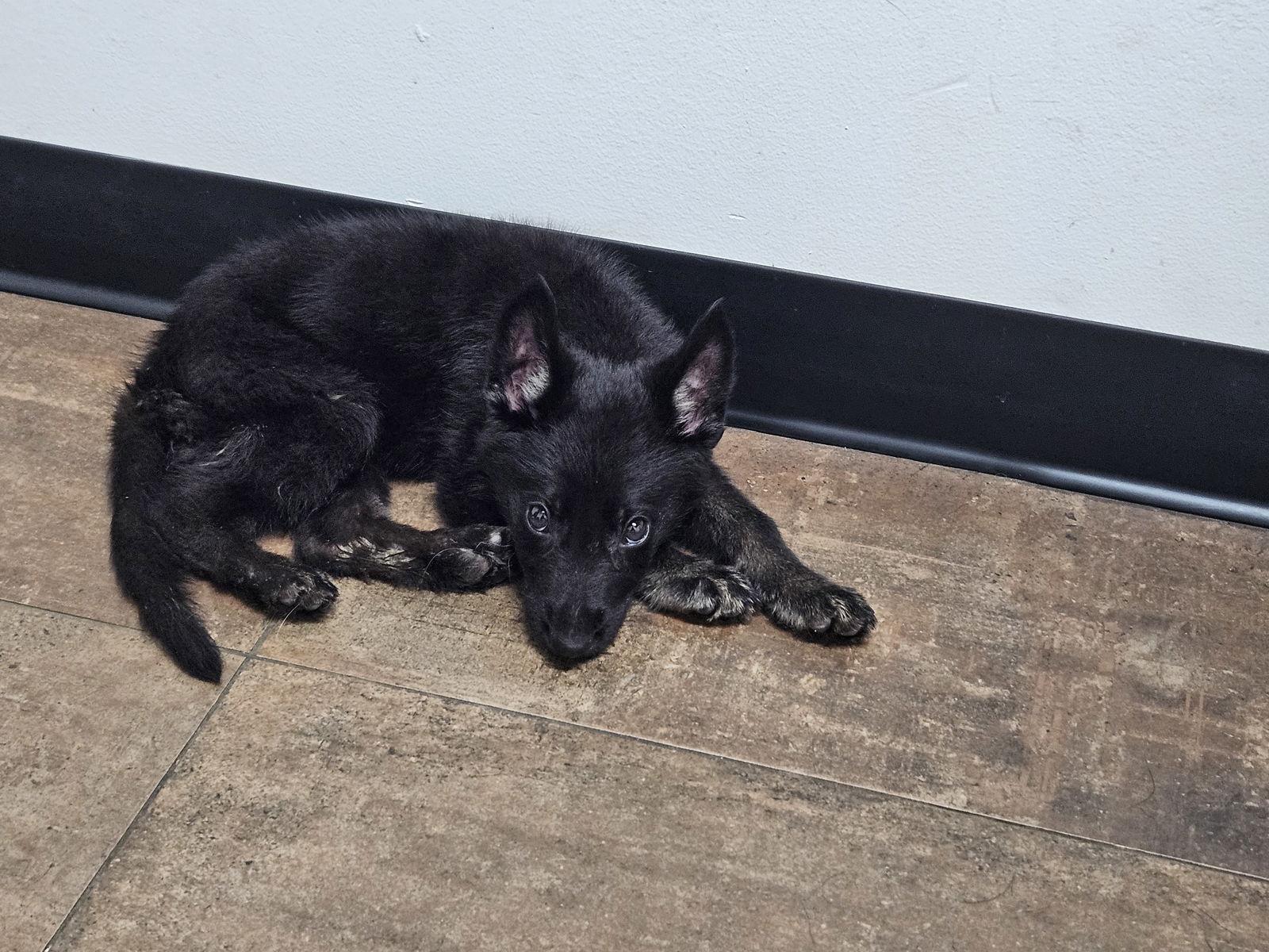 Enlarge Gray, a Adopted German Shepherd Dog in Louisville, KY image 2/3