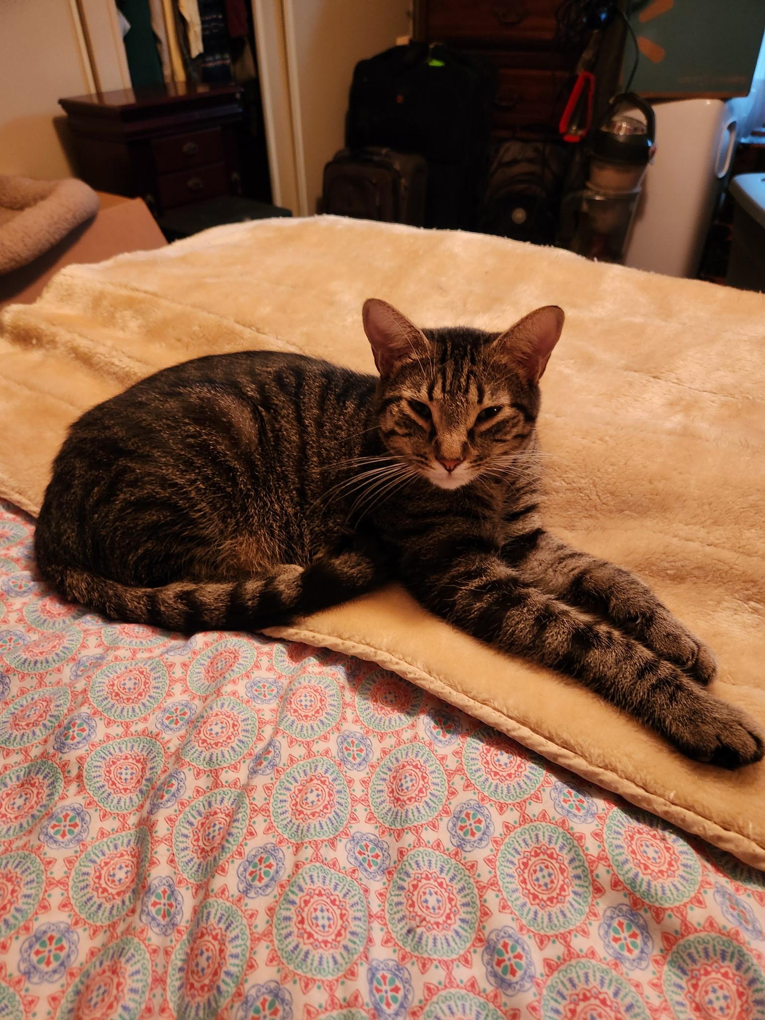 Snoopy, Adoptable, Young Female Tabby.