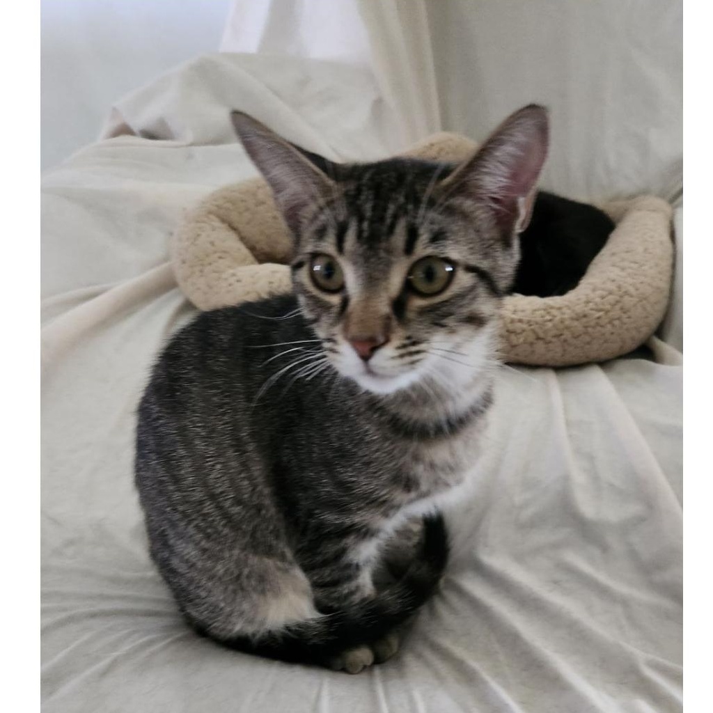 Snoopy, an adoptable Tabby in Washington, IN_image-1