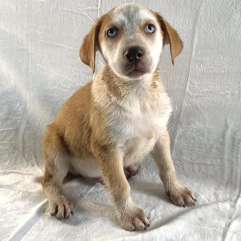 Sam, Adoptable, Puppy Male Australian Shepherd & Border Collie.