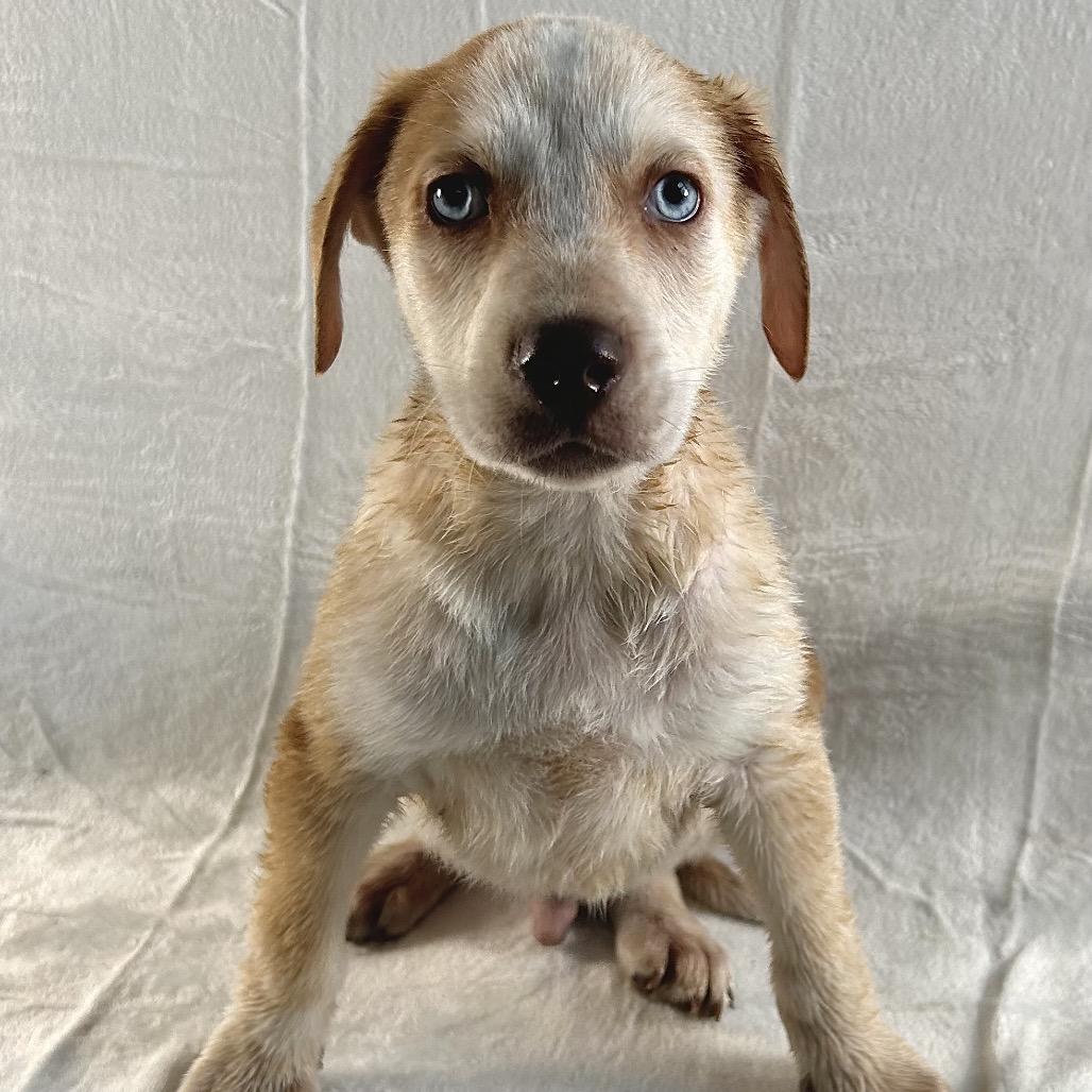 Sam, a Adoptable mixed breed in Johnson City, TN image 2/2