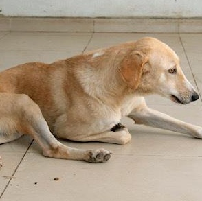 Mr. Gentle Gary(Boji), an adoptable Yellow Labrador Retriever, Saluki in Ridgefield, WA, 98642 | Photo Image 3