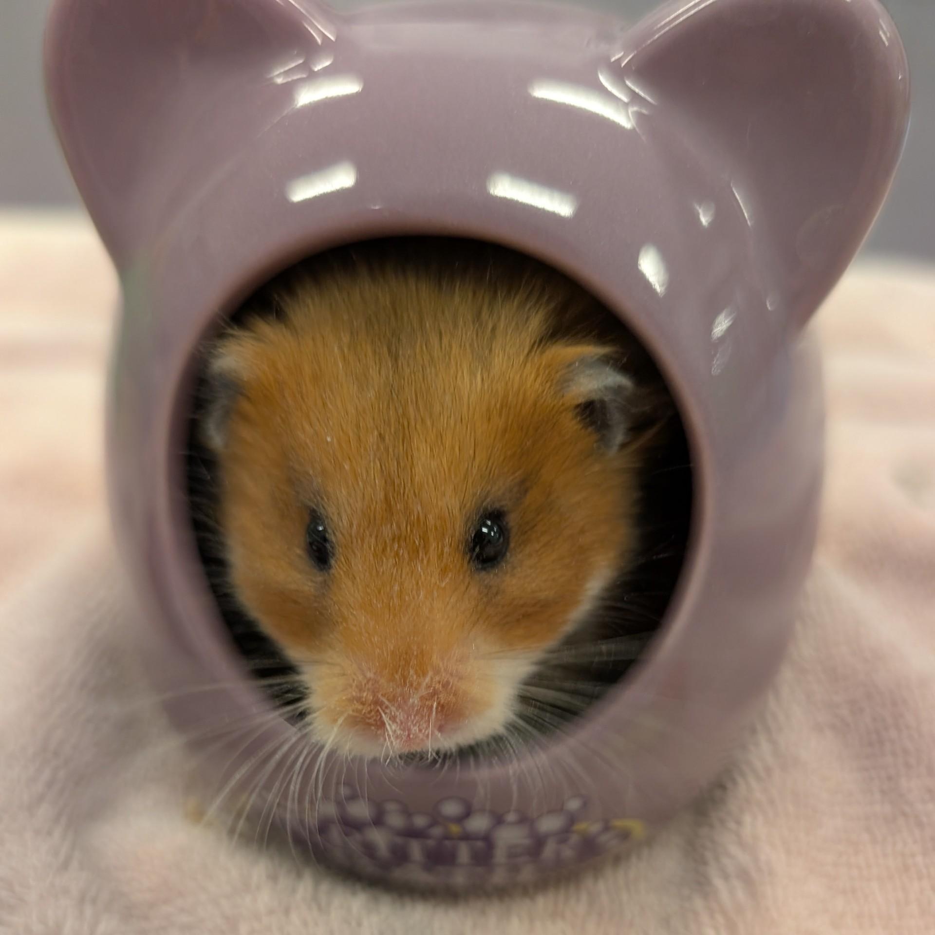 Deedle, Adoptable, Adult Male Hamster.