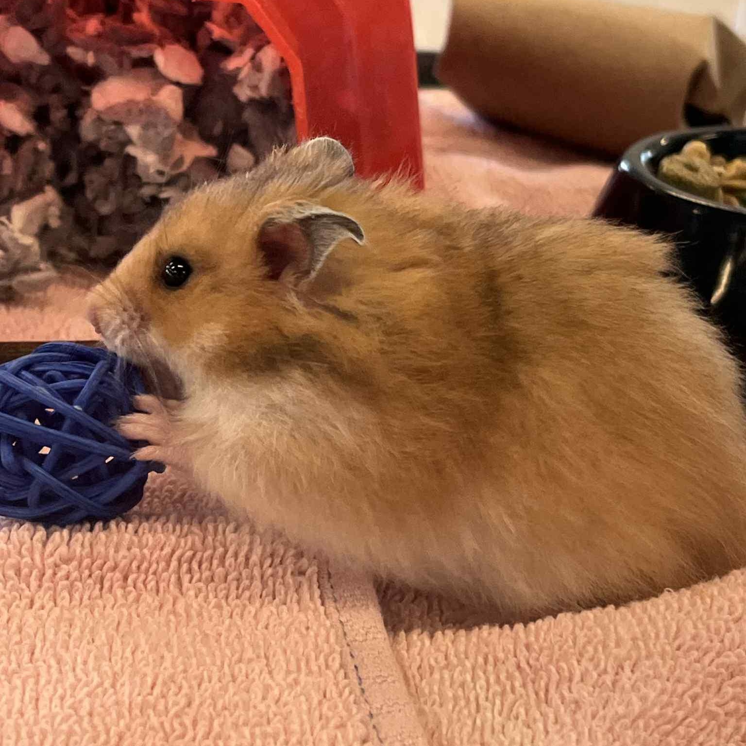 Deedle, Adoptable, Adult Male Hamster.