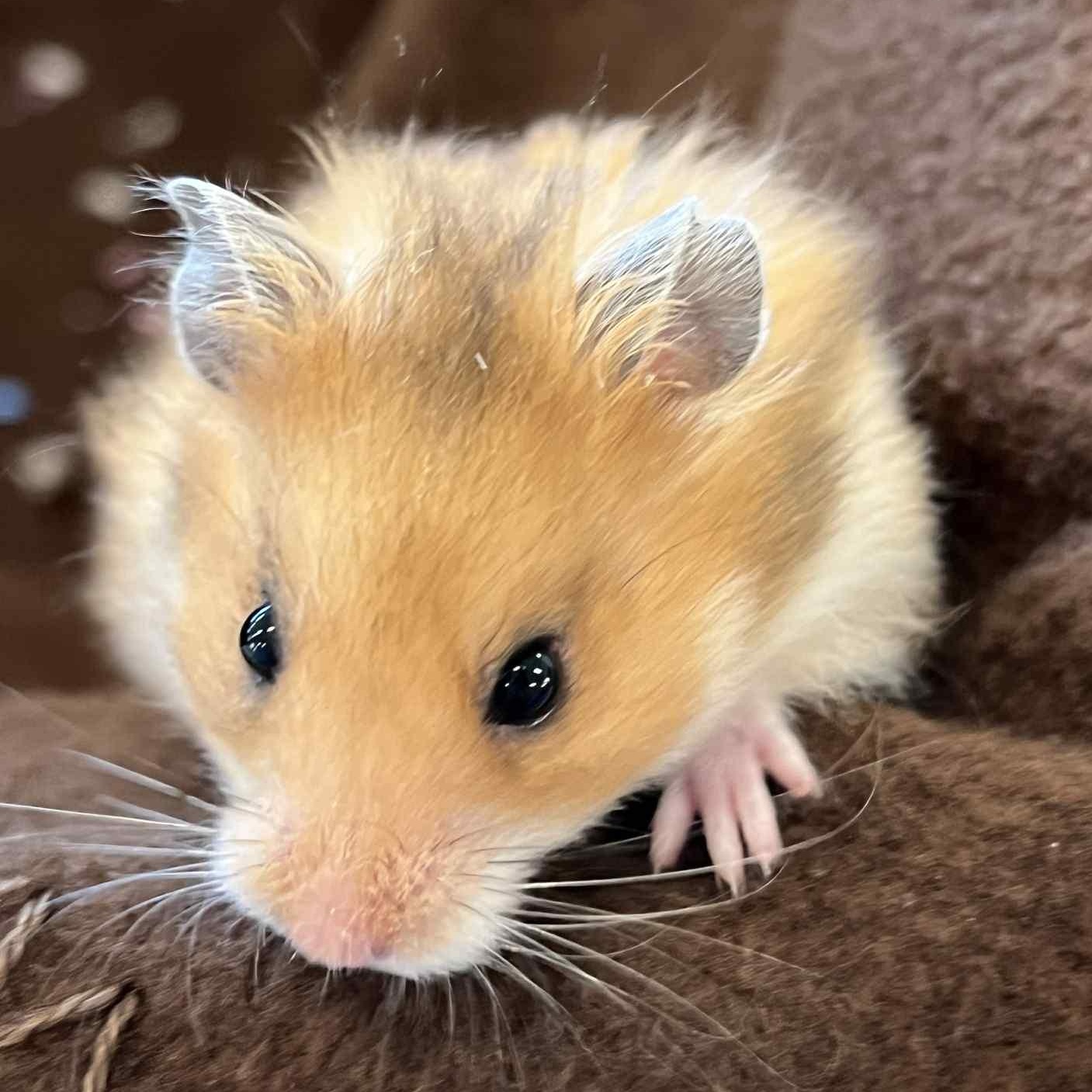 Enlarge Deedle, a Adoptable Hamster in Onalaska, WI image 3/4