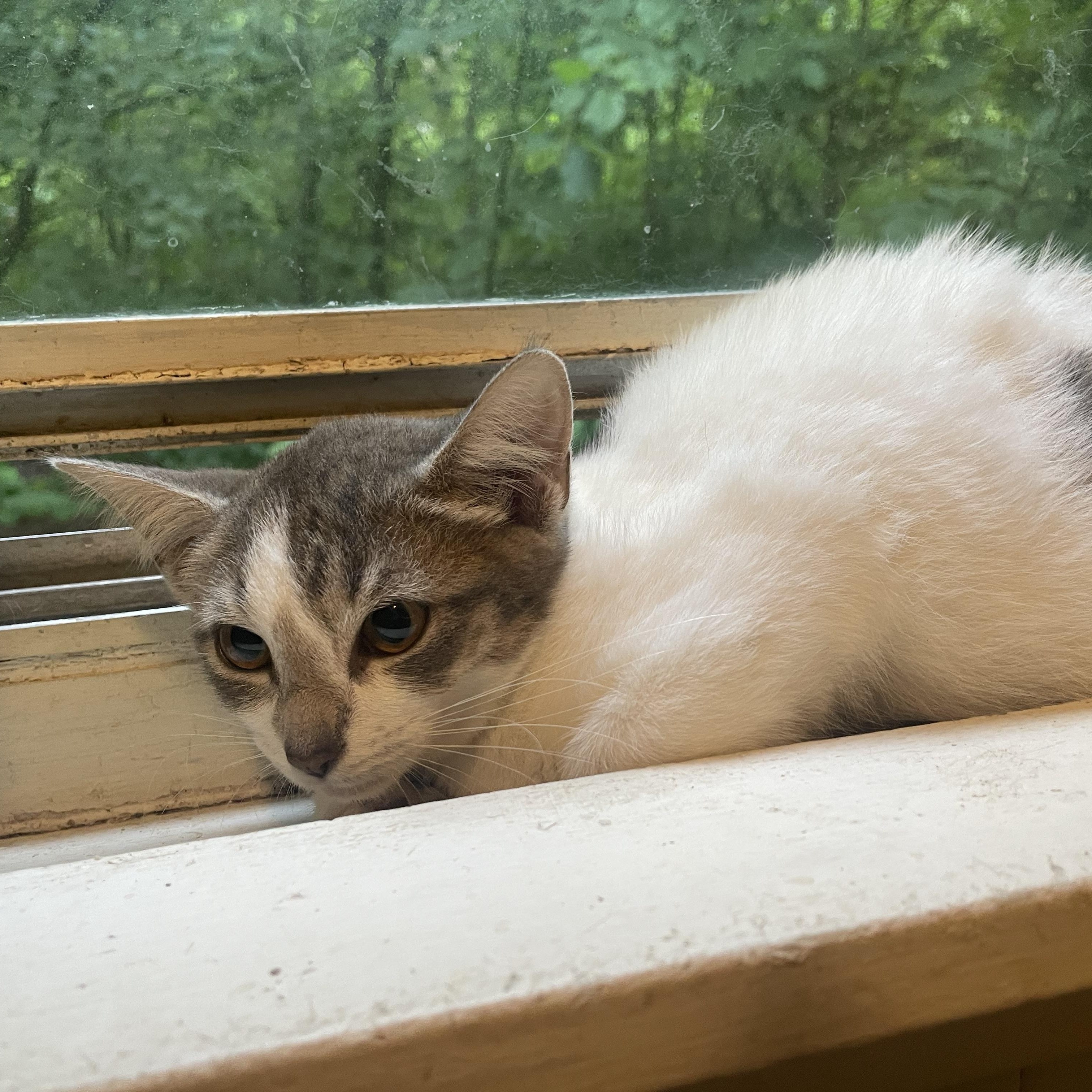 Tammy, Baby Female unknown
