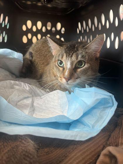 Gravy, Adoptable, Senior Female Domestic Short Hair & Domestic Short Hair.