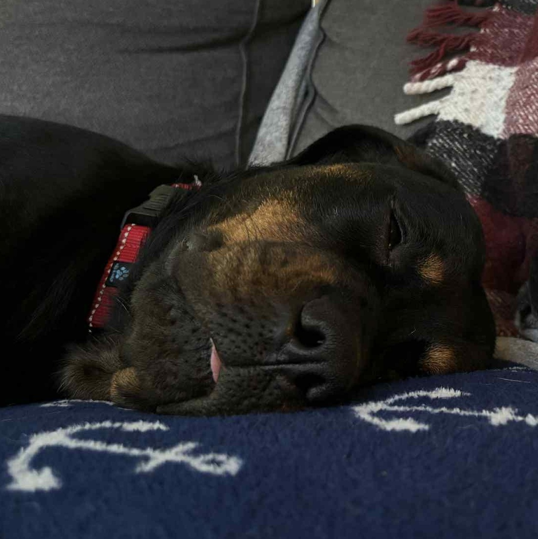 Xena, a Adoptable Rottweiler in Perkasie, PA image 3/6