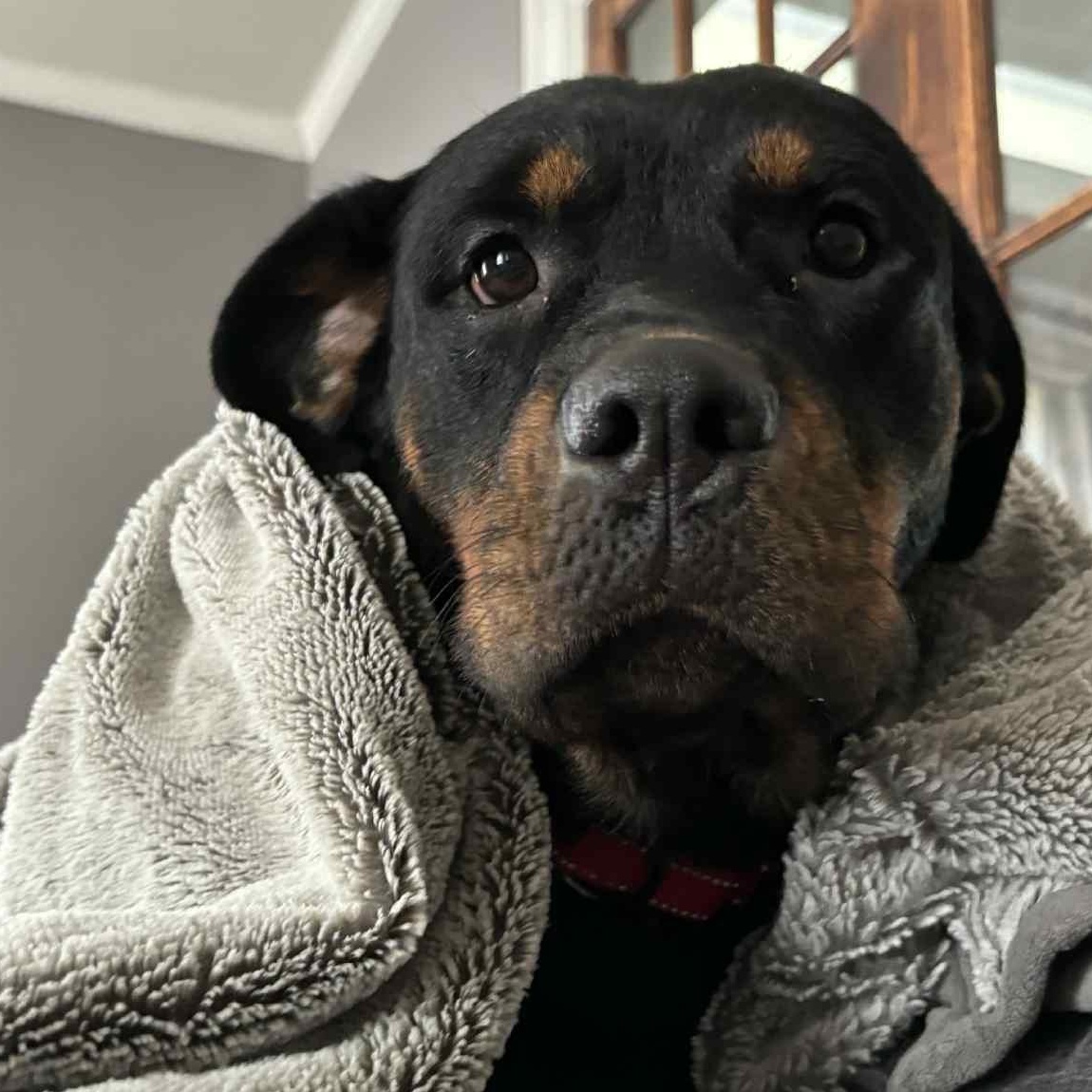 Xena, Adoptable, Young Female Rottweiler.