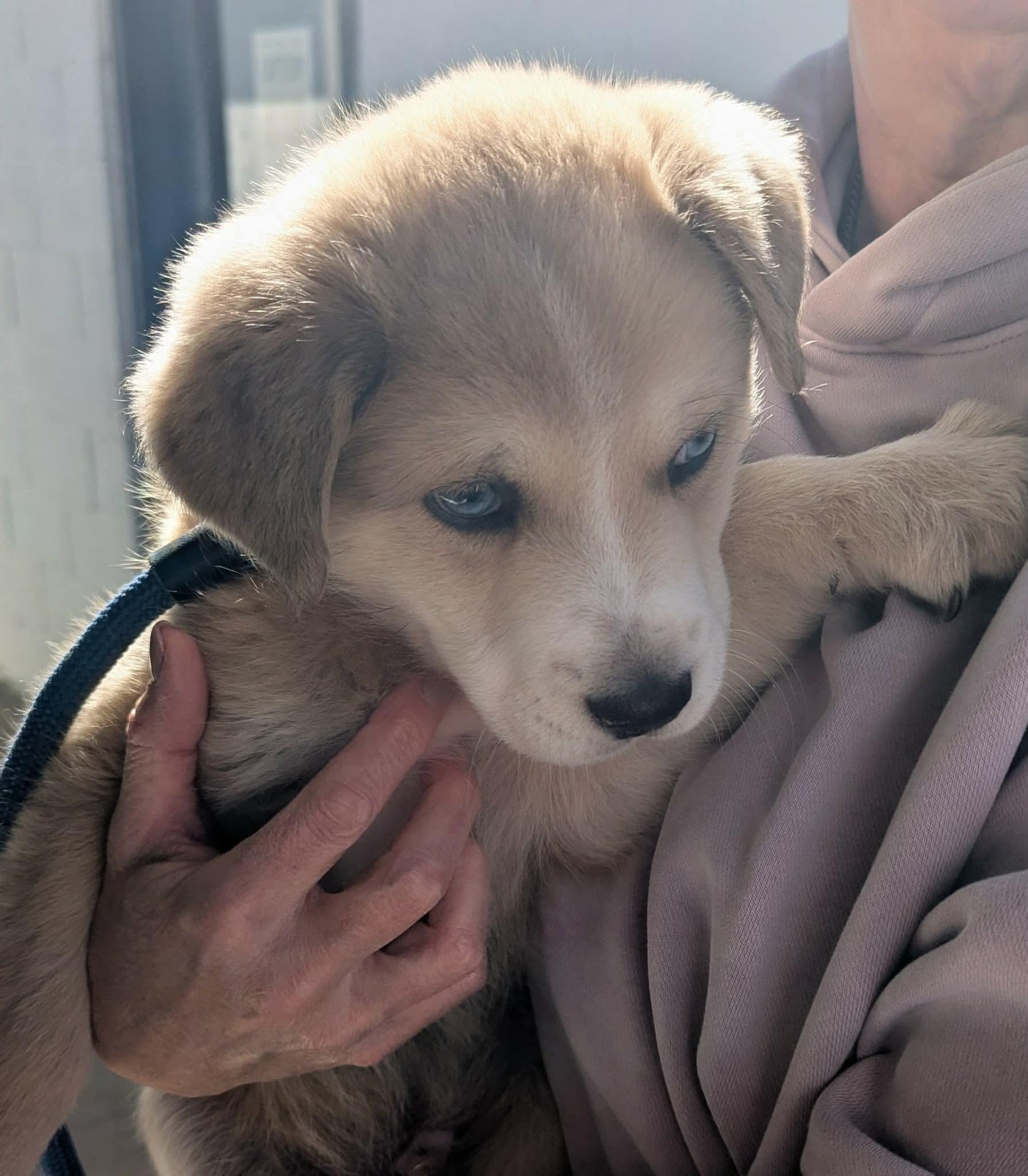 Enlarge PABLO, an adopted mixed breed in Waverly, TN image 2/2
