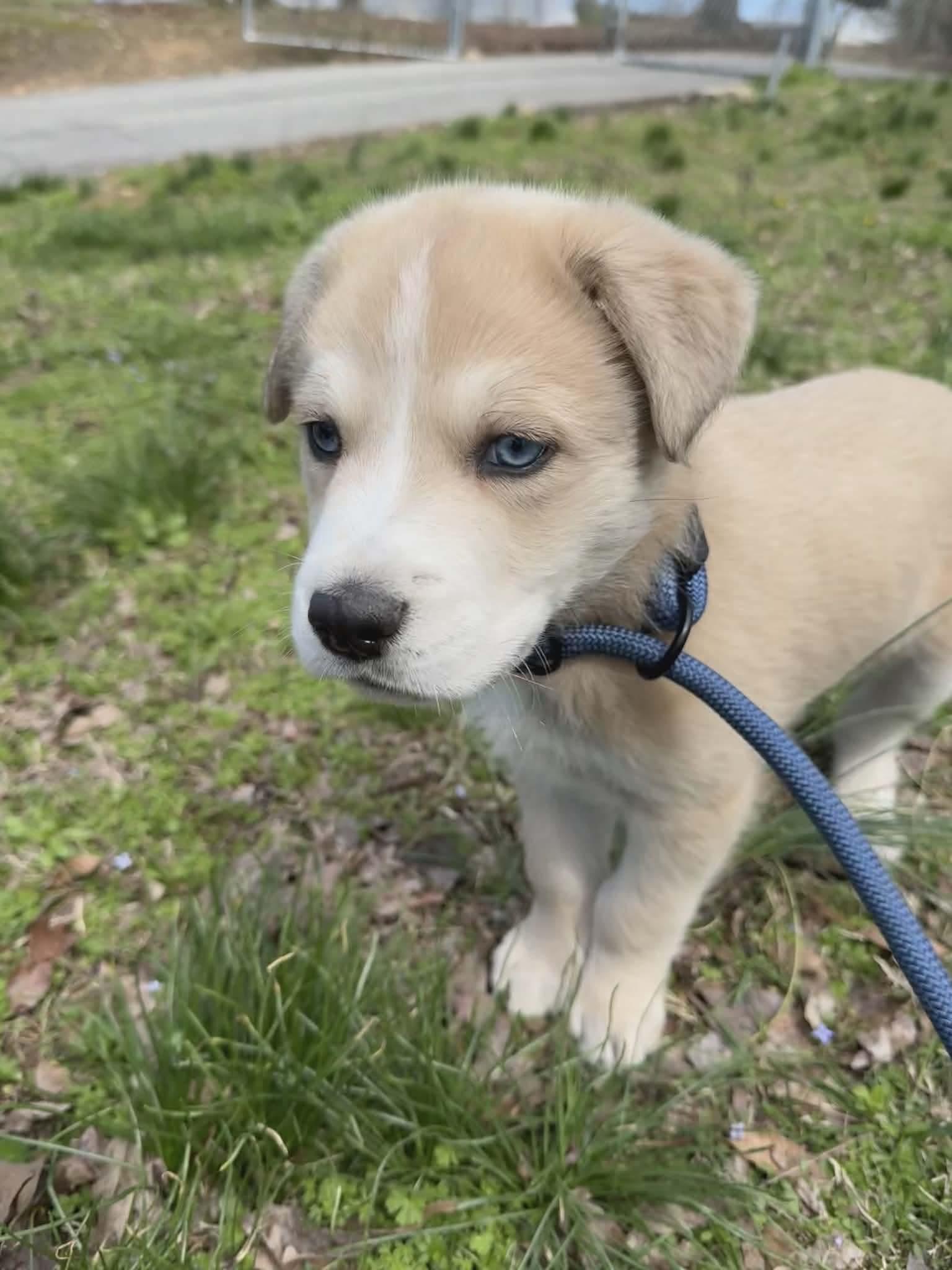 PABLO, adopted, Puppy Male Husky & Great Pyrenees.