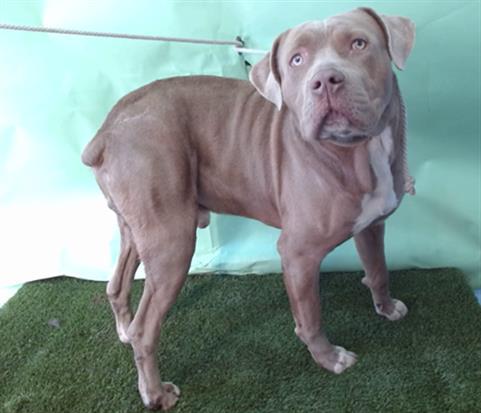 A5757013, Adoptable, Young Male Pit Bull Terrier & Mixed Breed.