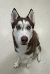Enlarge Cookee, an adoptable Husky in Clayton, NJ image 1/1