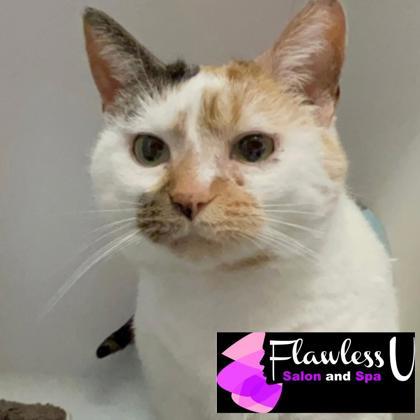 Enlarge Nora, a Adoptable mixed breed in Janesville, WI image 1/1