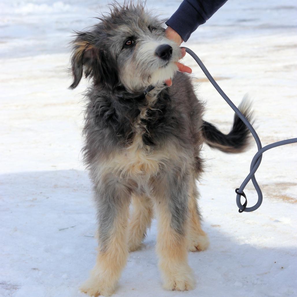 CT Murphy, Adoptable, Adult Male Bearded Collie & Poodle.