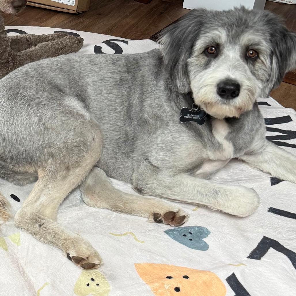 CT Murphy, a Adoptable mixed breed in Stormville, NY image 2/6