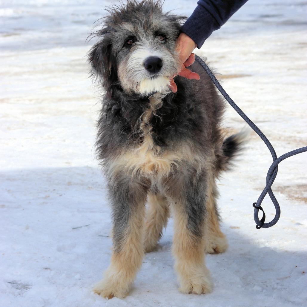CT Murphy, a Adoptable mixed breed in Stormville, NY image 4/6