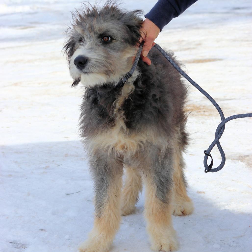 CT Murphy, a Adoptable mixed breed in Stormville, NY image 6/6