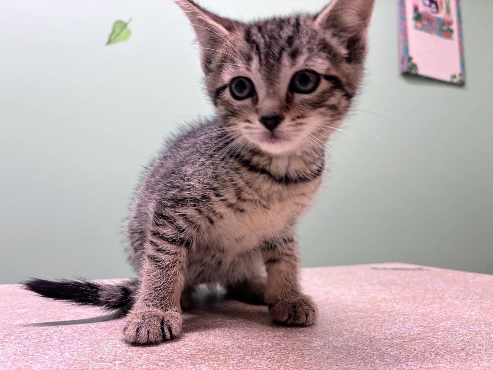 Lolly Kitten, Adoptable, Kitten Female Domestic Short Hair.