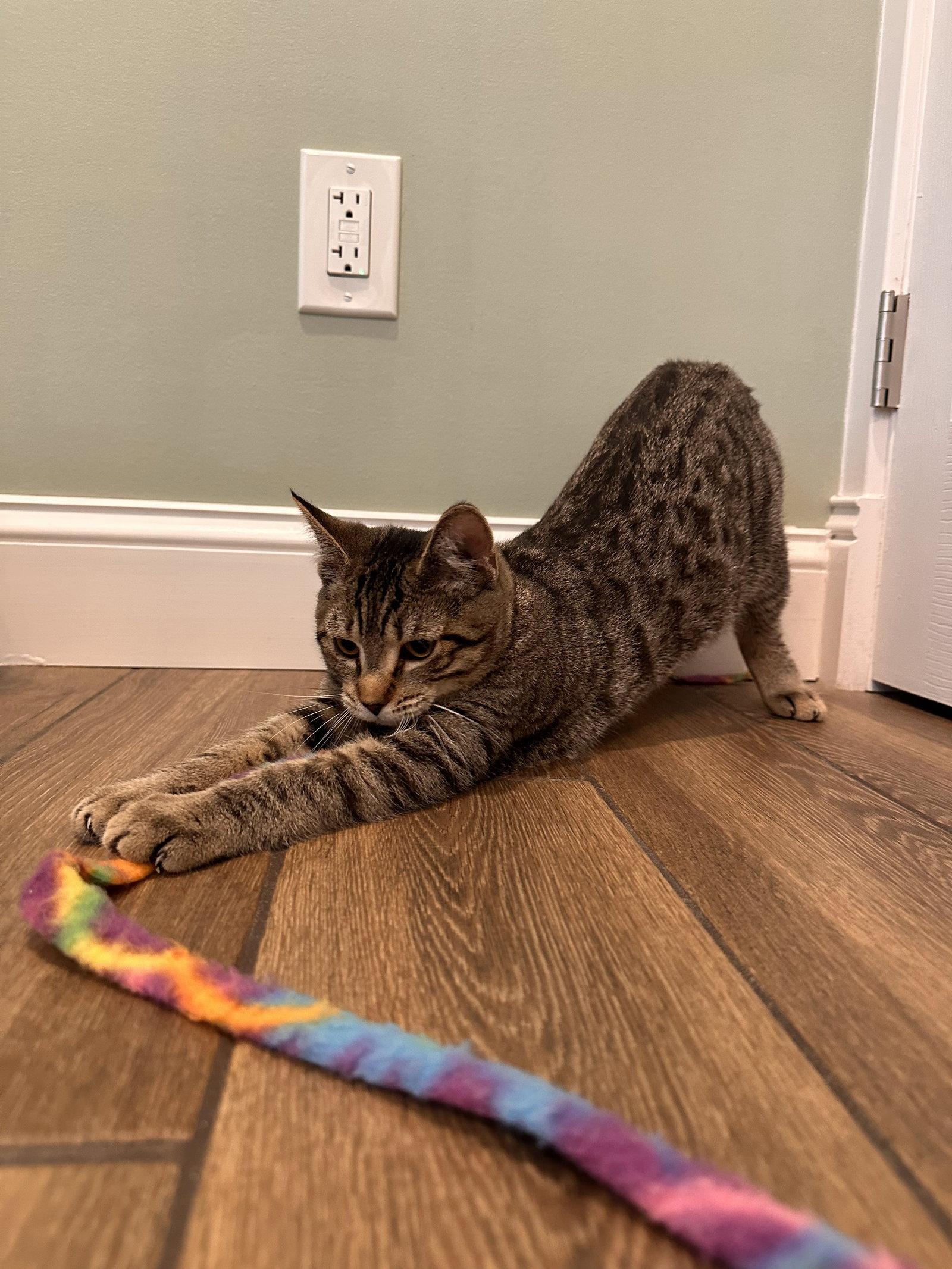 Lolly Kitten, Adoptable, Kitten Female Domestic Short Hair.