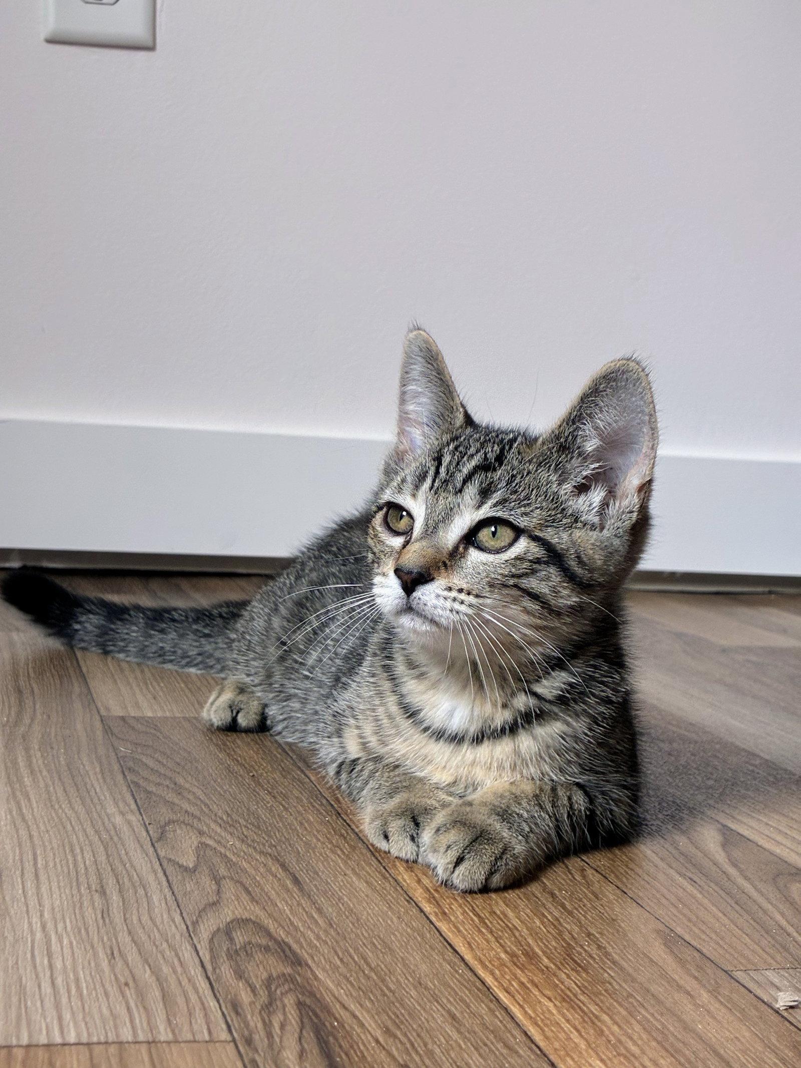 Lolly Kitten, a Adoptable Domestic Short Hair in Allentown, PA image 2/2