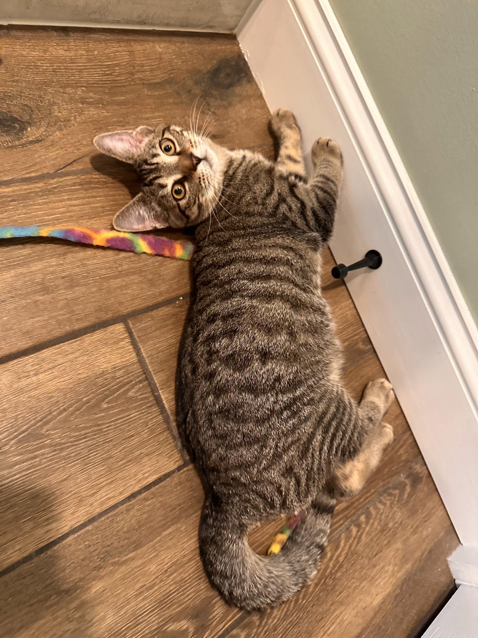 Enlarge Lolly Kitten, a Adoptable Domestic Short Hair in Allentown, PA image 3/3