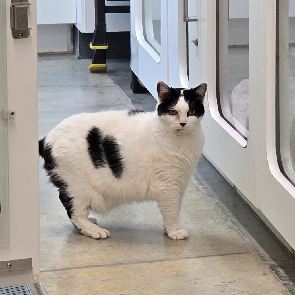 Charlie, Adoptable, Senior Female Domestic Short Hair.