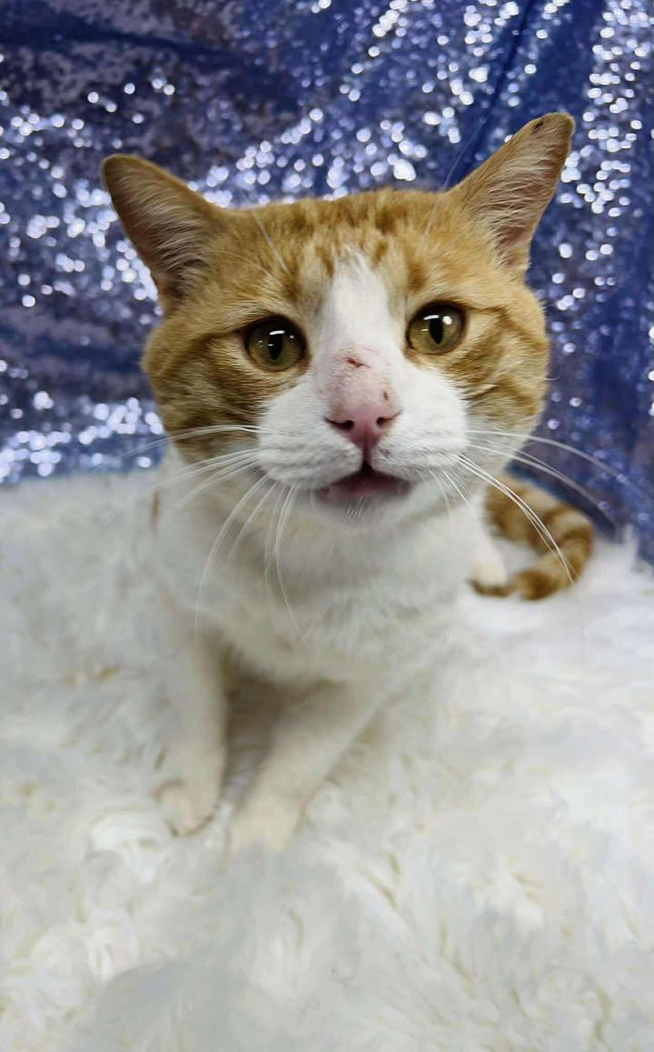 Creamsicle (Bio ✅), Adoptable, Adult Male Domestic Short Hair.