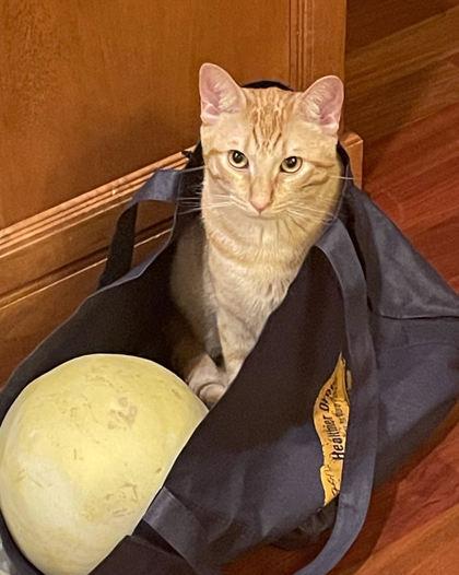 Enlarge Oliver, a Adoptable mixed breed in Hillsboro, OR image 2/2