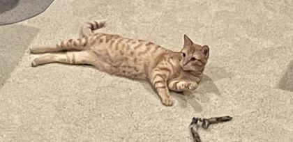 Oliver, Adoptable, Young Male Domestic Short Hair & Domestic Short Hair.